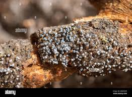 Attēlu rezultāti vaicājumam “Physarum decipiens”