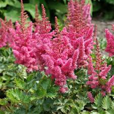 Attēlu rezultāti vaicājumam “Astilbe chinensis”