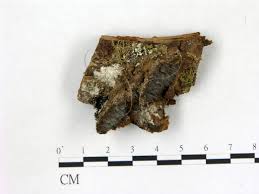 Attēlu rezultāti vaicājumam “Gloiodon strigosus”