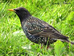 Attēlu rezultāti vaicājumam “Sturnus vulgaris male”