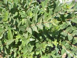 Attēlu rezultāti vaicājumam “Ligustrum vulgare”