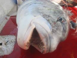 Image result for Cymatoceps nasutus