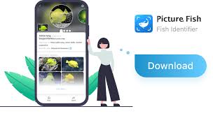 Image result for Rhabdosargus holubi