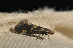 Attēlu rezultāti vaicājumam “Denisia similella”