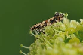 Attēlu rezultāti vaicājumam “Gracillaria syringella”