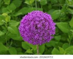 Attēlu rezultāti vaicājumam “Allium holandicum leaf”