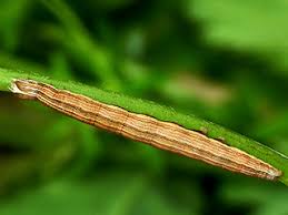 Attēlu rezultāti vaicājumam “Euclidia glyphica”