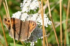 Attēlu rezultāti vaicājumam “Maniola jurtina female”