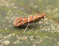 Attēlu rezultāti vaicājumam “Cameraria ohridella”