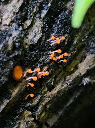 Attēlu rezultāti vaicājumam “Hemitrichia decipiens”