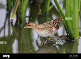 Image result for Porzana pusilla