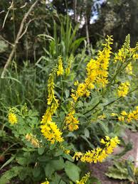 Attēlu rezultāti vaicājumam “Melilotus officinalis”