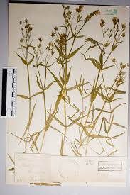 Attēlu rezultāti vaicājumam “Stellaria holostea fruit”