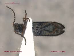 Attēlu rezultāti vaicājumam “Dasytes sp.”