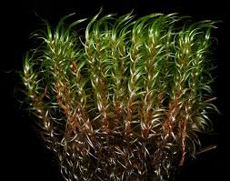 Attēlu rezultāti vaicājumam “Dicranum majus”