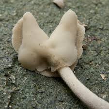 Attēlu rezultāti vaicājumam “Helvella elastica”