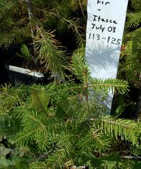 Attēlu rezultāti vaicājumam “Abies veitchii”