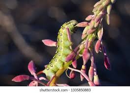 Attēlu rezultāti vaicājumam “Hyles gallii larva”