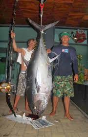Image result for Thunnus obesus