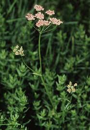 Image result for Pimpinella major