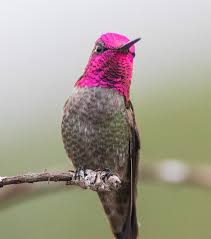 Attēlu rezultāti vaicājumam “Poecile palustris adult”