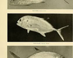 Image result for Caranx crysos