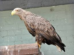 Image result for Haliaeetus albicilla