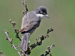 Image result for Sylvia hortensis