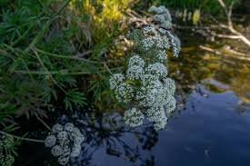 Attēlu rezultāti vaicājumam “Cicuta virosa leaf”