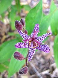 Image result for Tricyrtis `Black Beauty`