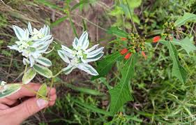 Attēlu rezultāti vaicājumam “Calystegia inflata leaf”