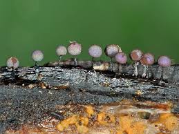 Attēlu rezultāti vaicājumam “Lamproderma arcyrioides stalked”