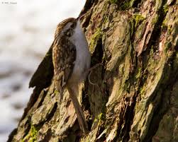 Attēlu rezultāti vaicājumam “Certhia familiaris”