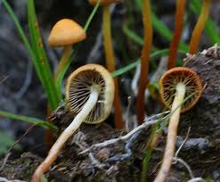 Attēlu rezultāti vaicājumam “Vouauxiomyces santessonii”