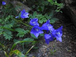 Attēlu rezultāti vaicājumam “Oenothera rubricauli flower”