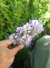 Attēlu rezultāti vaicājumam “Phacelia tanacetifolia”