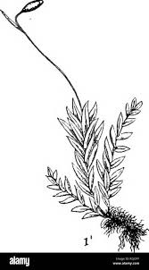 Attēlu rezultāti vaicājumam “Mnium hornum sporophyte”