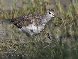 Attēlu rezultāti vaicājumam “Tringa ochropus”