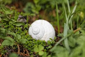 Attēlu rezultāti vaicājumam “Helix pomatia”