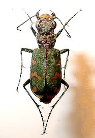 Attēlu rezultāti vaicājumam “Cicindela sylvatica”