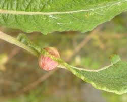 Attēlu rezultāti vaicājumam “Rabdophaga salicis”