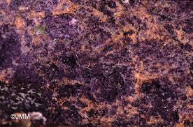 Attēlu rezultāti vaicājumam “Nectriopsis violacea”