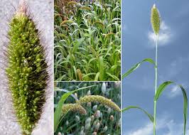 Attēlu rezultāti vaicājumam “Setaria italica”