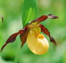 Attēlu rezultāti vaicājumam “Cypripedium calceolus flower”