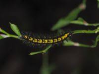 Attēlu rezultāti vaicājumam “Euphydryas maturna larva”