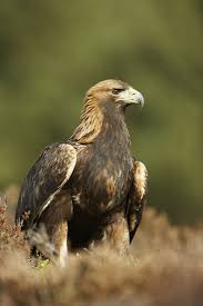 Attēlu rezultāti vaicājumam “Aquila chrysaetos adult”