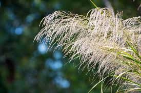 Attēlu rezultāti vaicājumam “Phragmites communis flower”