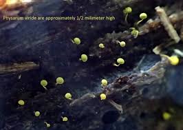 Attēlu rezultāti vaicājumam “Physarum viride”