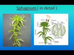 Attēlu rezultāti vaicājumam “Sphagnum sporophyte”