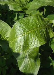 Attēlu rezultāti vaicājumam “Armoracia rusticana leaf”